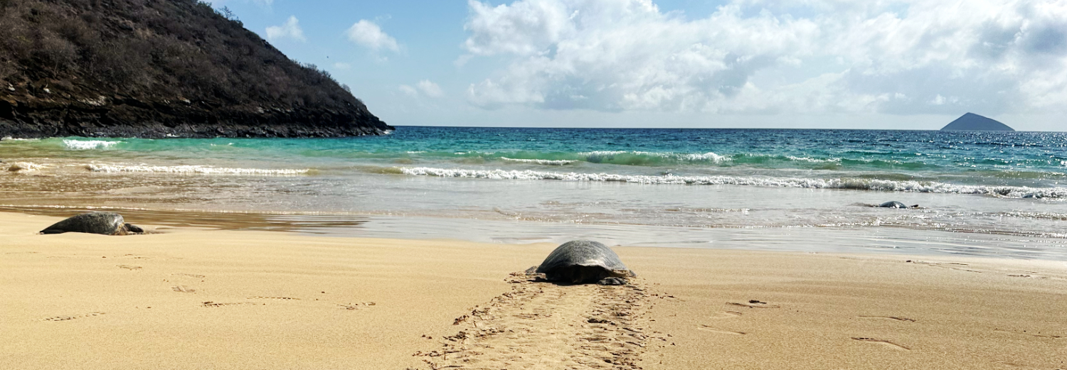 a serene beach scene with clear blue skies and a few clouds. In the foreground, there are two large sea turtles on the sand. One is closer to the water’s edge, and another is further back, with distinct tracks in the sand leading from the water to the turtle further up the beach, indicating its path of movement. The ocean appears calm with gentle waves, and in the distance, there is a visible island or hill rising from the sea.