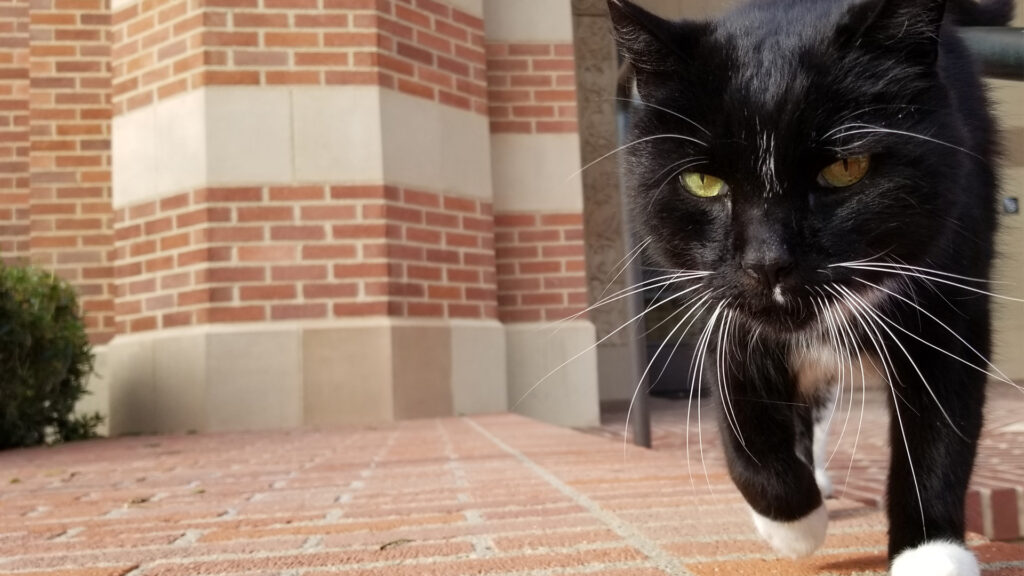zoom background UCLA Powell Cat