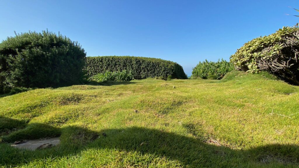 zoom background micro grass