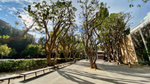 zoom background UCLA Coral Trees