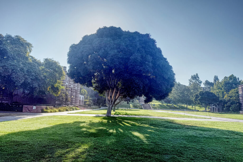 Tree on UCLA's Wilson Plaza