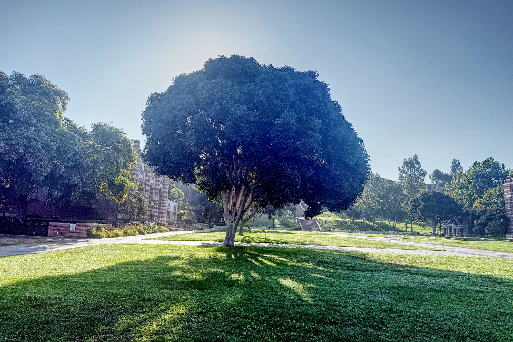 Tree on UCLA's Wilson Plaza